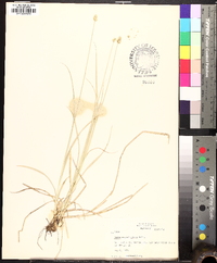 Carex leavenworthii image