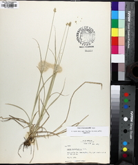 Carex leavenworthii image