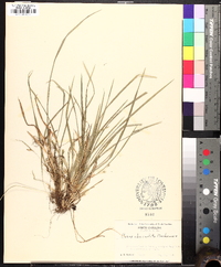 Carex abscondita image