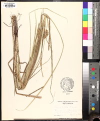 Carex bullata image