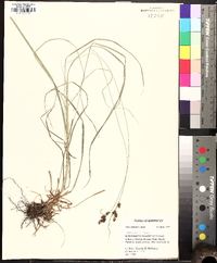 Carex caroliniana image