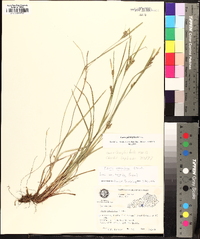 Carex planispicata image