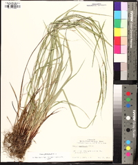 Carex planispicata image