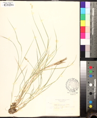 Carex albolutescens image