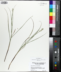 Carex longii image