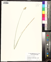 Carex longii image