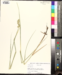 Carex alata image