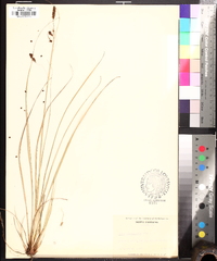 Carex glaucescens image