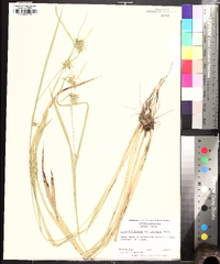 Carex folliculata image