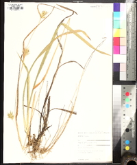 Carex folliculata image