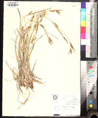 Carex glaucodea image