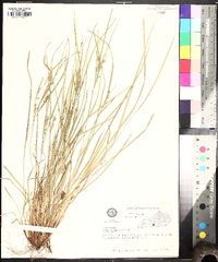 Carex oligocarpa image