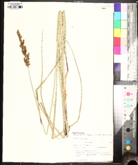 Carex decomposita image