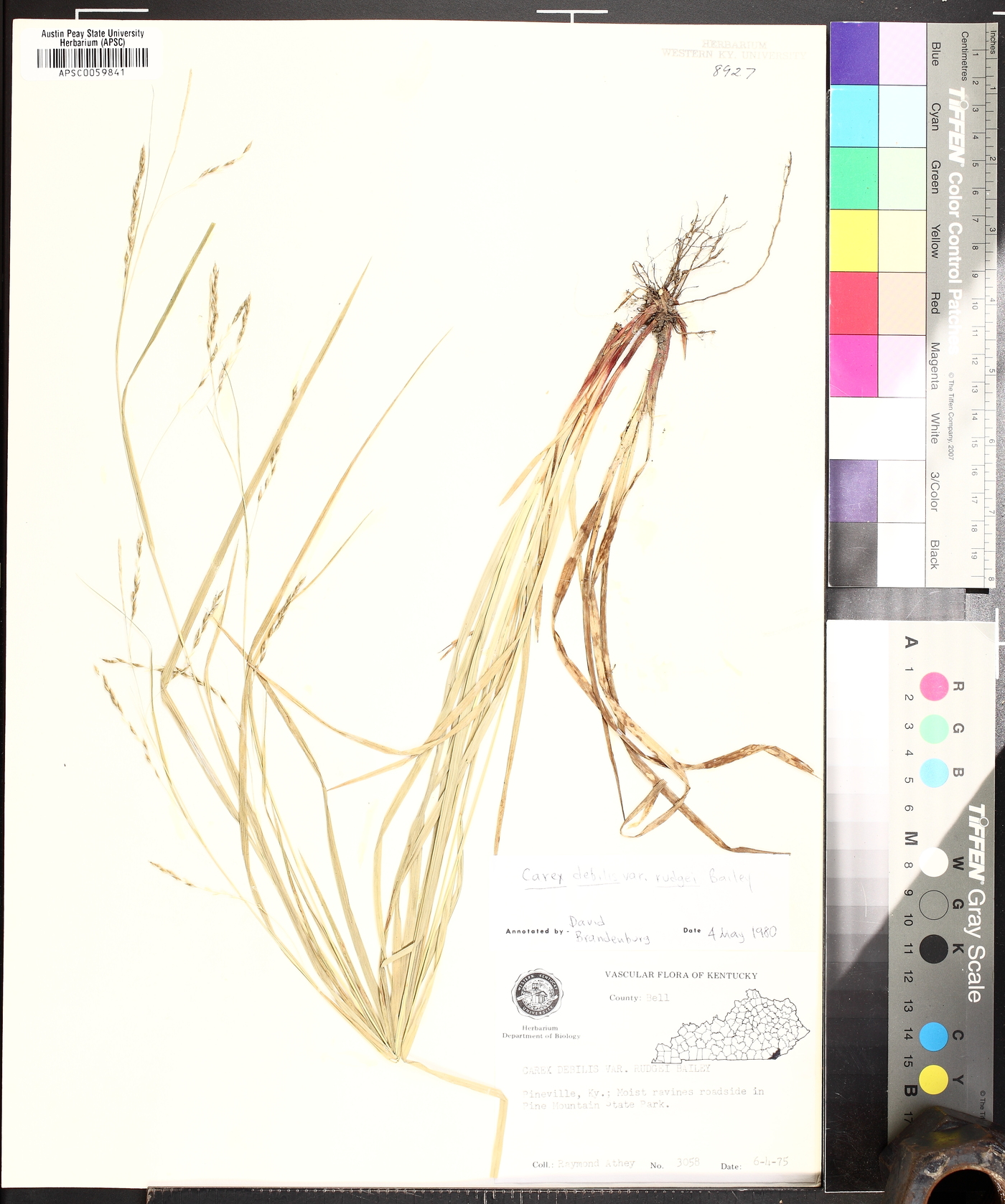 Carex allegheniensis image