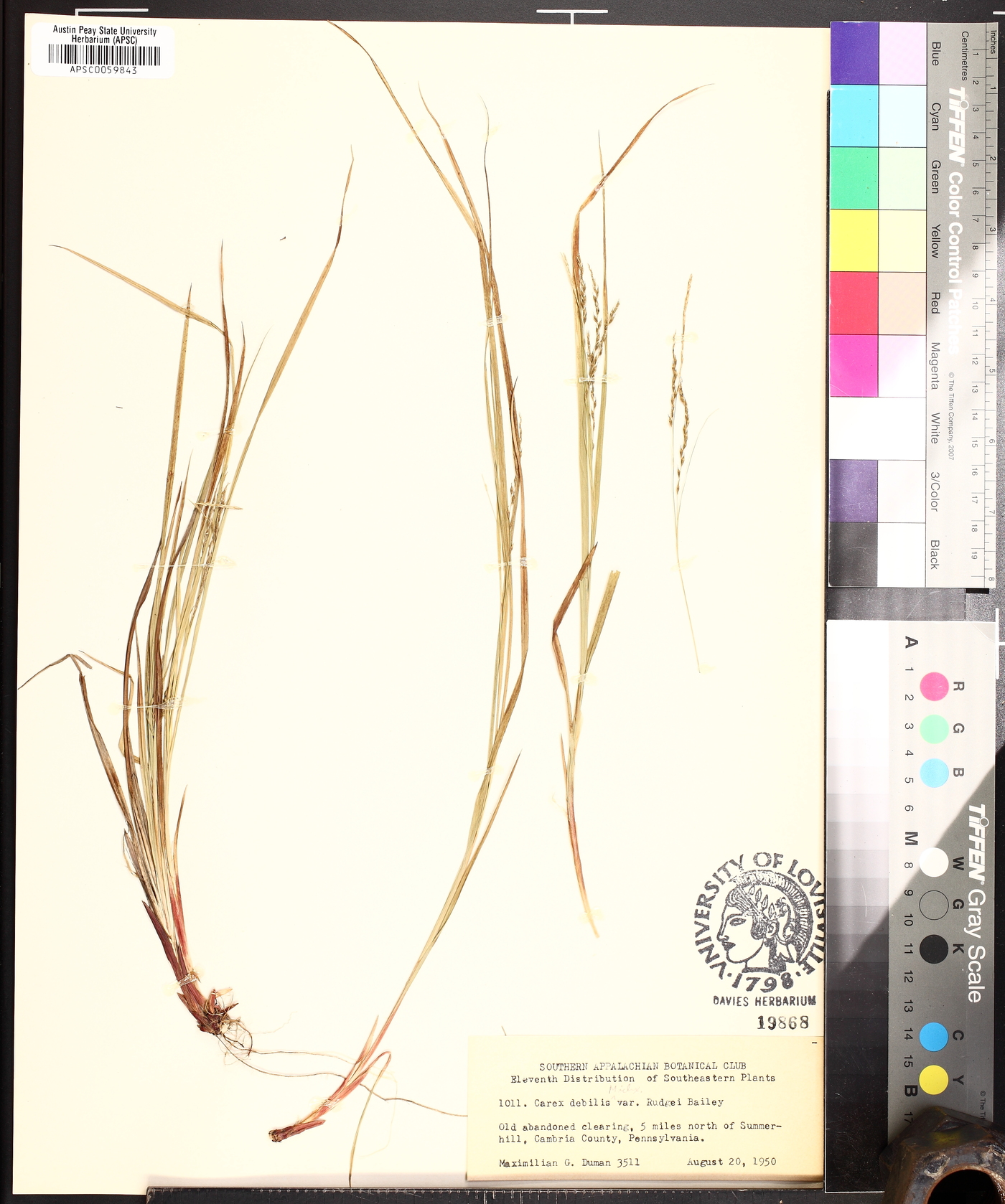 Carex allegheniensis image