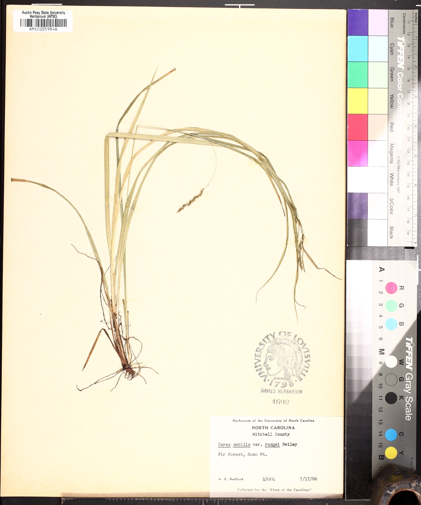 Carex allegheniensis image