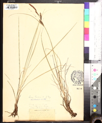 Carex nigra image