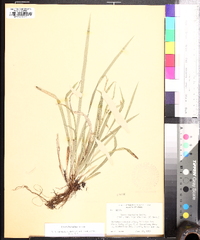 Carex laxiculmis image