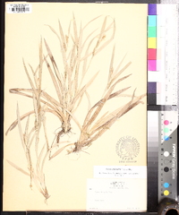 Carex glaucodea image