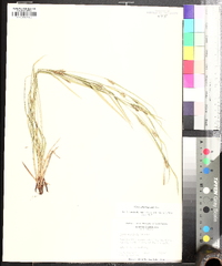 Carex planispicata image