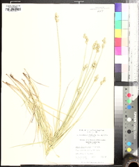 Carex longii image