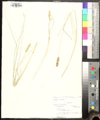 Carex folliculata image