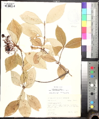 Viburnum cassinoides image