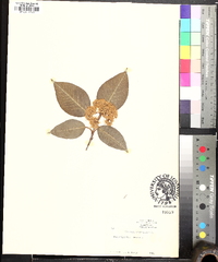 Viburnum cassinoides image