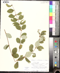 Symphoricarpos orbiculatus image