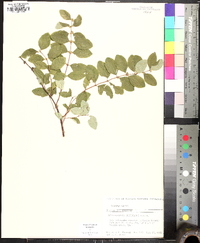 Symphoricarpos orbiculatus image