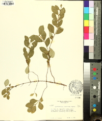 Symphoricarpos orbiculatus image