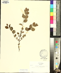 Symphoricarpos orbiculatus image