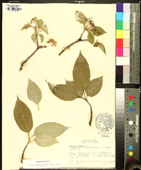 Viburnum lentago image