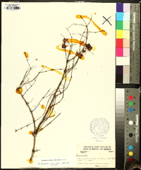 Symphoricarpos orbiculatus image