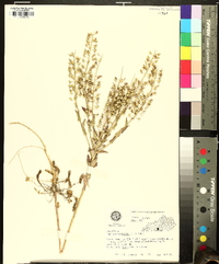 Lepidium campestre image