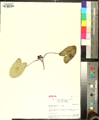 Hexastylis arifolia image