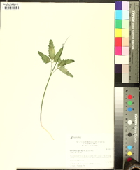 Cardamine diphylla image