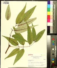 Fraxinus biltmoreana image