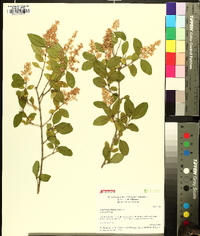 Ligustrum sinense image