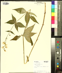 Silene stellata image