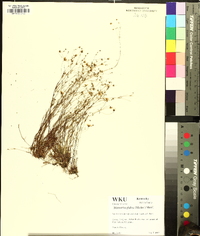 Geocarpon glabrum image