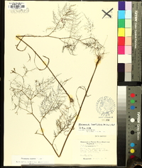 Ptilimnium costatum image