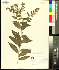 Lithospermum bejariense image