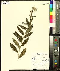 Lithospermum bejariense image