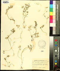 Chaerophyllum procumbens image