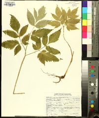 Angelica triquinata image