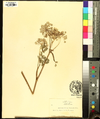 Angelica venenosa image