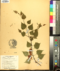 Betula populifolia image