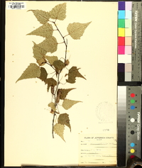 Betula populifolia image