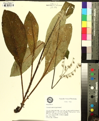 Andersonglossum virginianum image